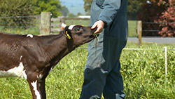 calf feeding